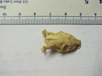 Media type: image;   Herpetology R-4211